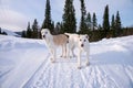 Alabai puppies stand in the background of the forest, 4 months old