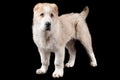 Young alabai shepherd puppy standing Royalty Free Stock Photo