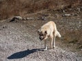 Alabai shepherd dog go to camera. Central Asian shepherd-Alabai Turkmen wolfhound on the move Royalty Free Stock Photo