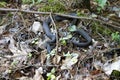 Alabama Black Southern Water Snake - Nerodia Fasciata