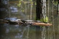 Alabama Black Southern Water Snake - Nerodia Fasciata