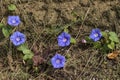 Alabama Blue Morning Glory Wildflower - Ipomoea hederacea Royalty Free Stock Photo