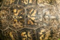 Alabama Box Turtle Shell- Terrapene carolina