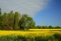 Alabama Canola Crop - Brassica napus L.