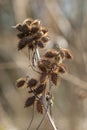 Alabama Cocklebur - Xanthium strumarium Royalty Free Stock Photo