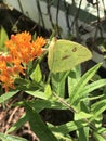 Alabama Common Clouded Sulfur Butterfly - Colias philodice - on Butterfly Weed