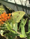 Alabama Common Clouded Sulfur Butterfly - Colias philodice - on Butterfly Weed