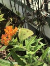 Alabama Common Clouded Sulfur Butterfly - Colias philodice - on Butterfly Weed