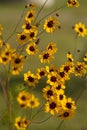 Alabama Coreopsis tinctoria Wildflowers