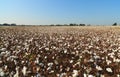 Alabama Cotton Field Royalty Free Stock Photo