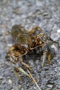 Alabama Crayfish Crawdad - Orconectes alabamensis