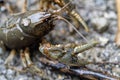 Alabama Crayfish Crawdad - Orconectes alabamensis Royalty Free Stock Photo