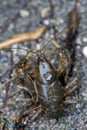 Alabama Crayfish Crawdad - Orconectes alabamensis