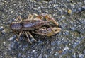 Alabama Crayfish Crawdad - Orconectes alabamensis