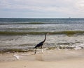 Alabama Gulf Coast avian wildlife Royalty Free Stock Photo