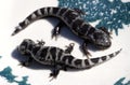 Alabama Marbled Salamanders - Ambystoma opacum Royalty Free Stock Photo