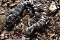 Alabama Marbled Salamanders - Ambystoma opacum 2 Royalty Free Stock Photo