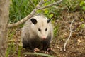 Alabama Possum Royalty Free Stock Photo