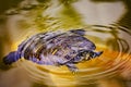 Alabama red-bellied turtle (Pseudemys alabamensis) swinning in pond in Mobile Alabama