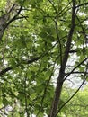 Alabama Sassafras albidum Tree in the Forest