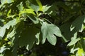 Alabama Sassafras albidum Tree Leaves