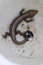 Alabama Striped Skink Lizard in Flower Pot Royalty Free Stock Photo