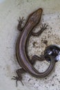 Alabama Striped Skink Lizard in Flower Pot Royalty Free Stock Photo