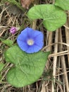 Alabama Tall Common Blue Morning Glory Wildflower - Ipomoea indica