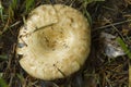 Alabama Wild Milk Mushrooms Lactarius