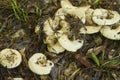 Alabama Wild Milk Mushrooms Lactarius