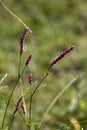 Swamp Smartweed Wildflowers - Persicaria amphibia