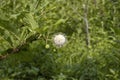 Button Bush Wildflower - Cephalanthus Occidentalis