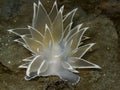 Alabaster Nudibranch Royalty Free Stock Photo