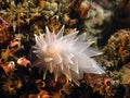 Alabaster Nudibranch Royalty Free Stock Photo