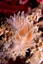 Alabaster Nudibranch Royalty Free Stock Photo