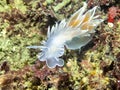 Alabaster Nudibranch Tone Mapped Royalty Free Stock Photo