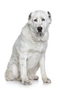 Alabay dog portrait Royalty Free Stock Photo