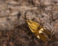 Alabonia geoffrella moth from above Royalty Free Stock Photo