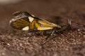 Alabonia geoffrella moth in profile