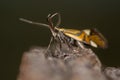 Alabonia geoffrella moth showing palps