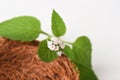 Alacransillo, Eye bright, Indian Heliotrope, Turnsole (Heliotropium. indicum)