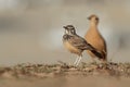 Alaemon alaudipes - Greater Hoopoe-Lark