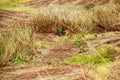 Alagoas, Brazil, November 7, 2018: Farm worker cutting sugarcane to be sent to the local refinery for processing