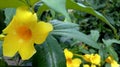 Alamanda Beautiful Yellow Flower Allamanda Cathartica Blossom Closeup Blurry Background Royalty Free Stock Photo