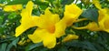 alamanda flower or called yellow bell flower or also called golden trumpet flower Royalty Free Stock Photo