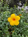 Alamanda flower or golden trumpet Royalty Free Stock Photo