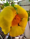 Alamanda flower or golden trumpet in bloom Royalty Free Stock Photo