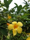 Alamanda is flower alamanda often referred to as the golden trumpet flower, yellow bell flower Royalty Free Stock Photo