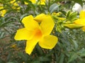 Alamanda flower closeups on the tree Royalty Free Stock Photo