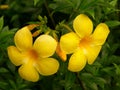 Alamanda flowers Royalty Free Stock Photo